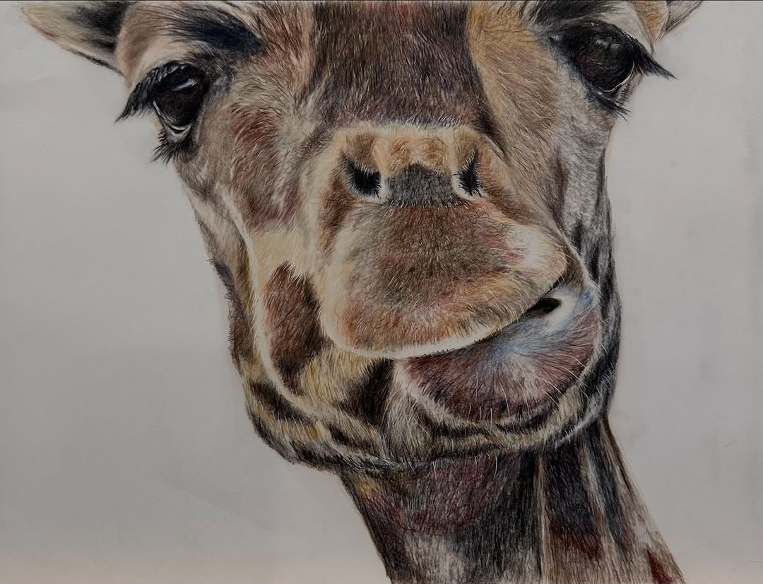 Giraffe close study, colored pencil artwork by Suze
