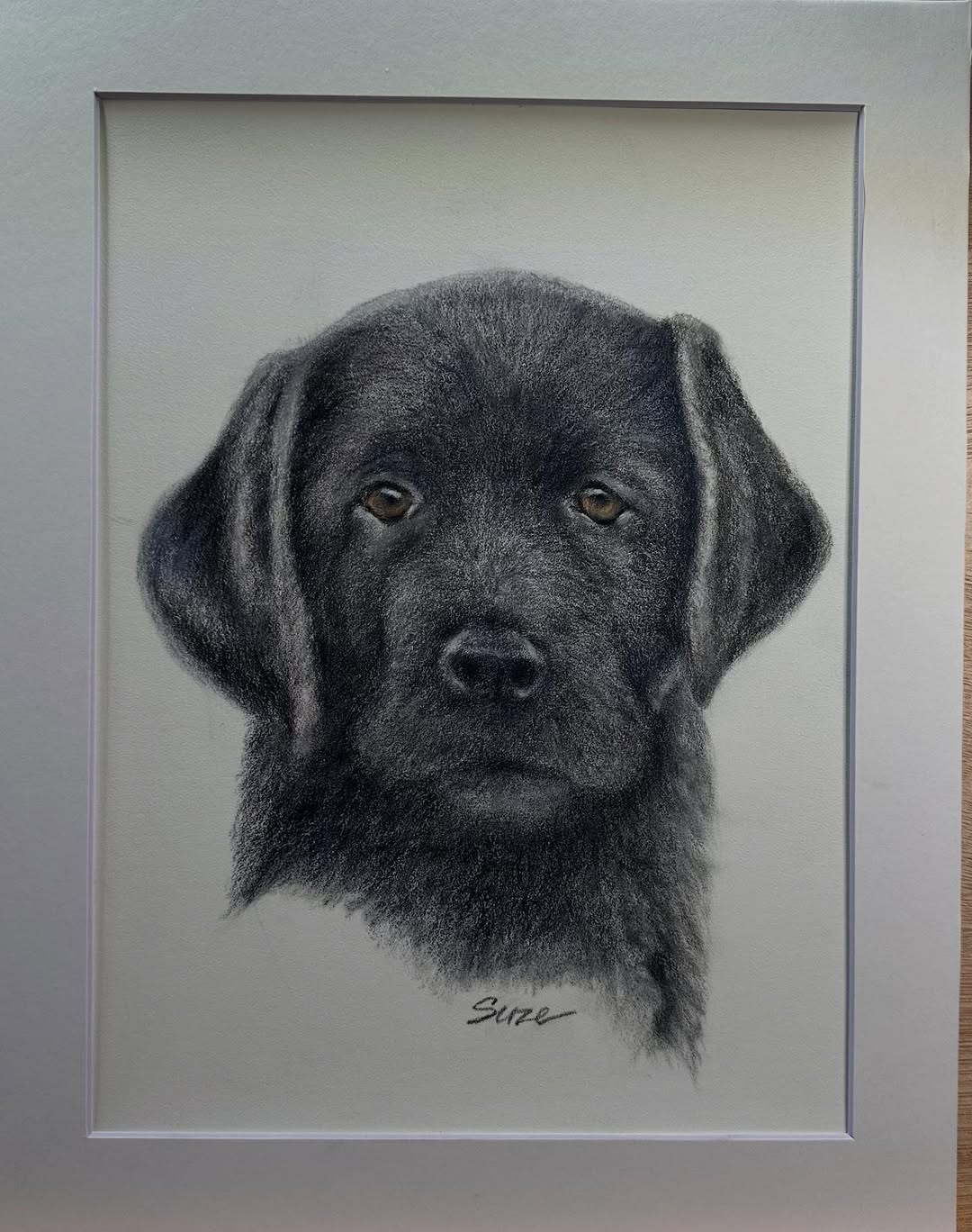 Captain, colored pencil pet portrait by Suze