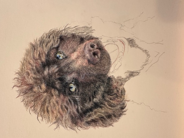 Work in progress — Susan building the piece layer by layer in colored pencil