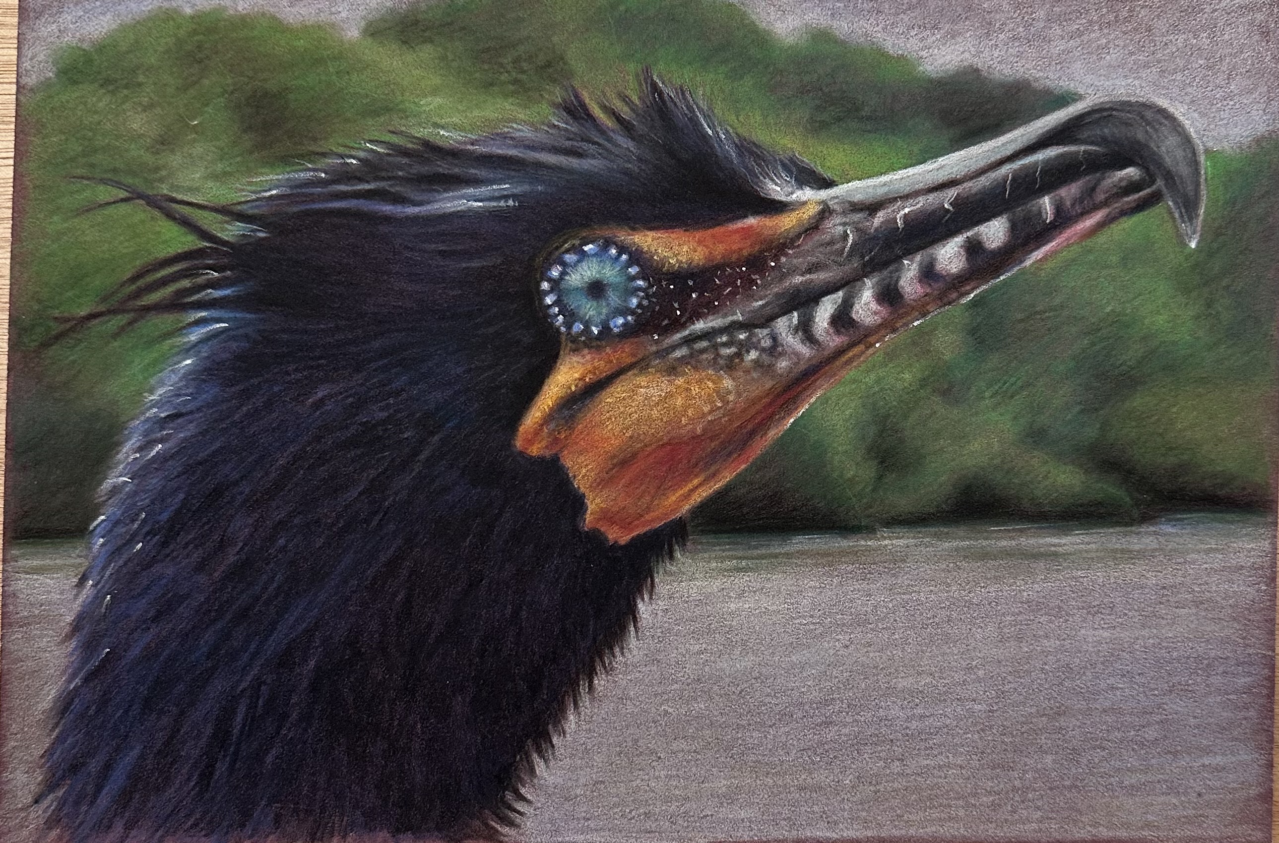 Cormorant bird in colored pencil by Susan Weaver