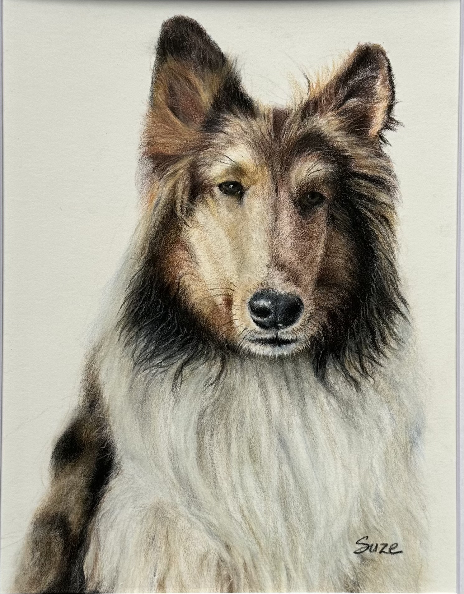 Collie dog pet portrait in colored pencil by Susan Weaver