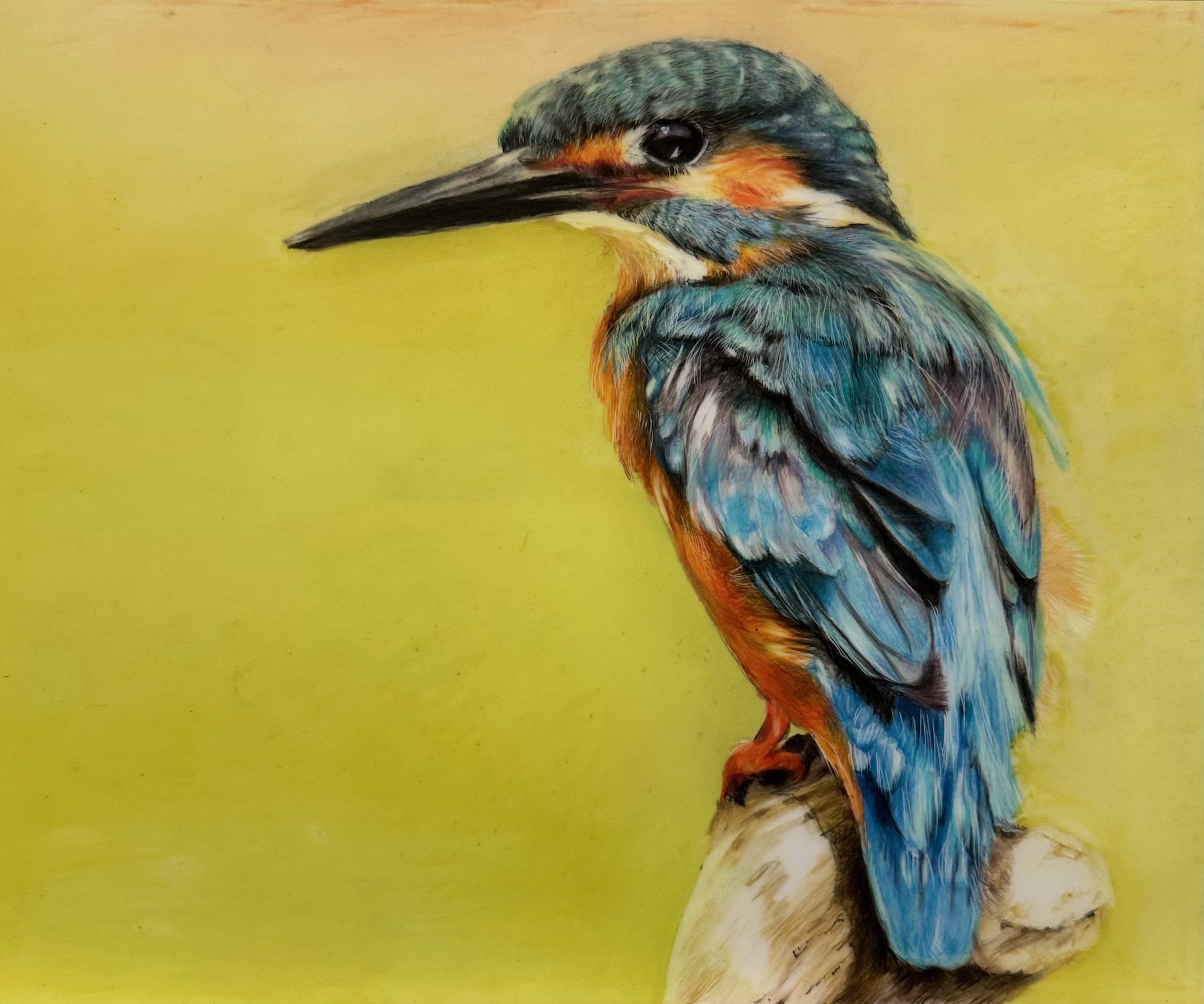 Kingfisher bird in colored pencil by Susan Weaver